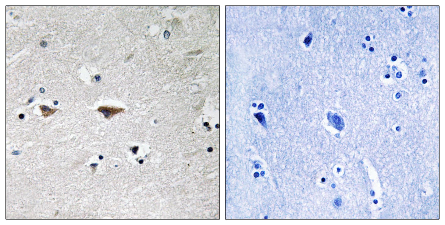 SRC Antibody (aa41-90)