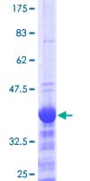 Human NEUROG2 / NGN2 / Neurogenin 2 Protein (Recombinant GST, N-terminus)