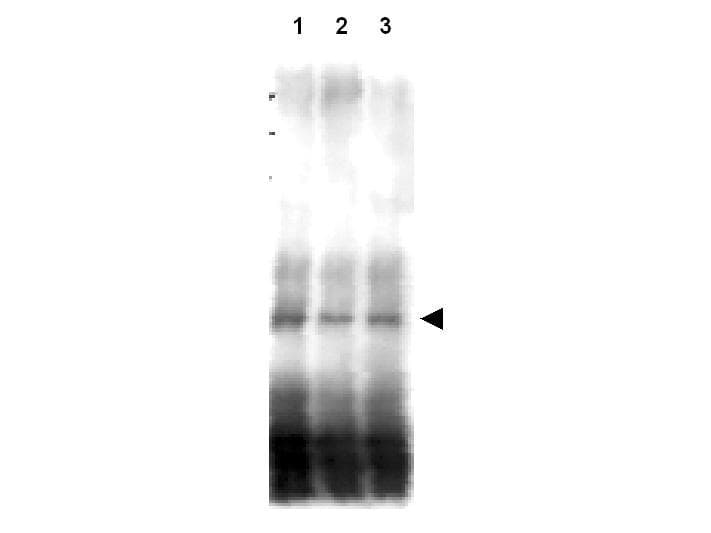 Polyclonal Rabbit anti-Saccharomyces cerevisiae Yeast Mer2 Antibody (WB)