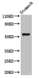 Polyclonal Rabbit anti-Human ENTPD8 Antibody