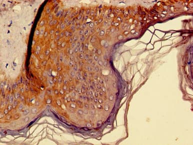 Polyclonal Rabbit anti-Human KLK8 / Kallikrein 8 Antibody (IHC, IF)