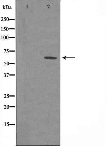 p58 / PSMD3 Antibody