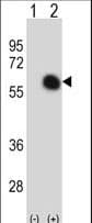 GATA2 Antibody (aa380-407)