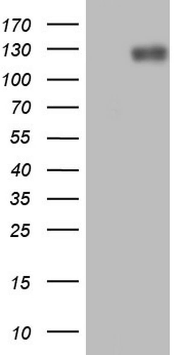 LPIN1 / Lipin 1 Antibody (clone OTI1B7, Carrier-free)