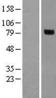 RHOBTB1 Protein (Over-Expression Lysate Myc-DDK (Flag))