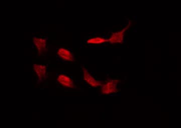 ADRA1A Antibody