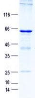 Human PROCA1 Protein (Recombinant GST, N-terminus + His, C-terminus)