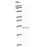 Monoclonal Mouse anti-Human HUFI-2 / LRRFIP2 Antibody (clone 377C3a, IF, WB)
