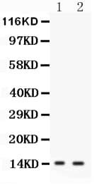 I-BABP / FABP6 Antibody (aa15-33)