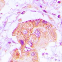 EPS8L2 Antibody (N-Terminus)