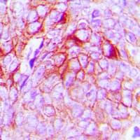 GPR34 Antibody (Internal)