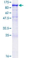Human PCDHA2 Protein (Recombinant GST)