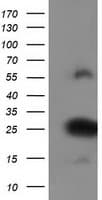 ZFAND2B Antibody (clone OTI2E11, Carrier-free)