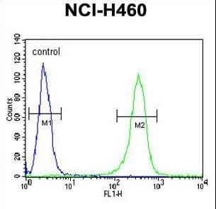 Polyclonal Rabbit anti-Human ZNF473 Antibody (aa178-207, WB)