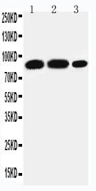STAT4 Antibody (aa1-17)
