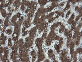 FATE1 Antibody (clone OTI1A1)