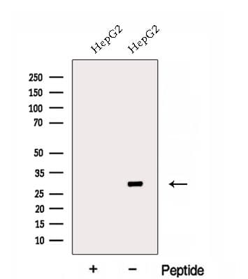 ECH1 Antibody