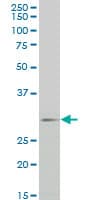 FGF8 Antibody (clone 2A10)