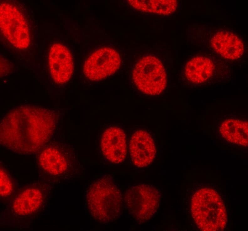 LMNB1 / Lamin B1 Antibody