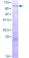 Human TFE3 Protein (Recombinant GST)