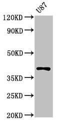 OPN1SW / Blue Opsin Antibody