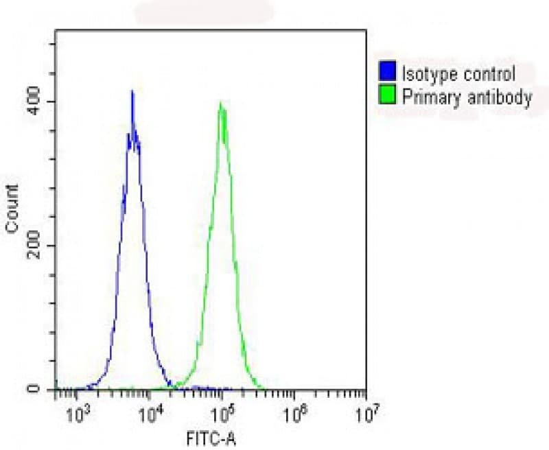 Polyclonal Rabbit anti-Human RPS7 / Ribosomal Protein S7 Antibody (N-Terminus, WB)