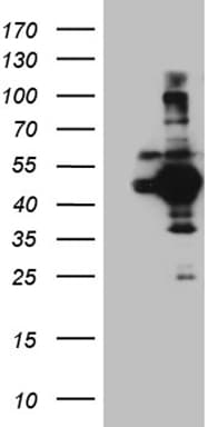 APG4B / ATG4B Antibody (clone OTI1A3, Carrier-free)