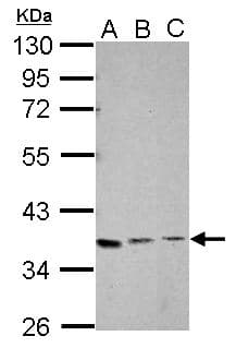XRCC4 Antibody (aa216-309)
