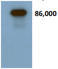 SCG2 / Secretogranin II Antibody