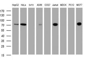 ZSCAN18 / ZNF447 Antibody (clone OTI4D10, Carrier-free)