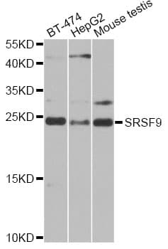 SRSF9 / SFRS9 Antibody