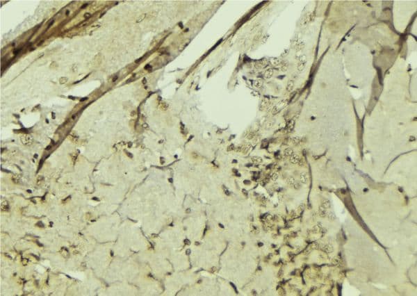 Polyclonal Rabbit anti-Human RPL3 / Ribosomal Protein L3 Antibody (IHC, IF, WB)