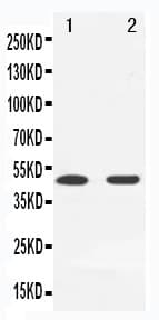 MAP2K7 / MEK7 Antibody (aa24-40)