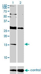 ID2 Antibody (clone 3C3)