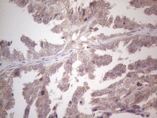 B4GALT4 Antibody (aa40-322, clone OTI8B6)