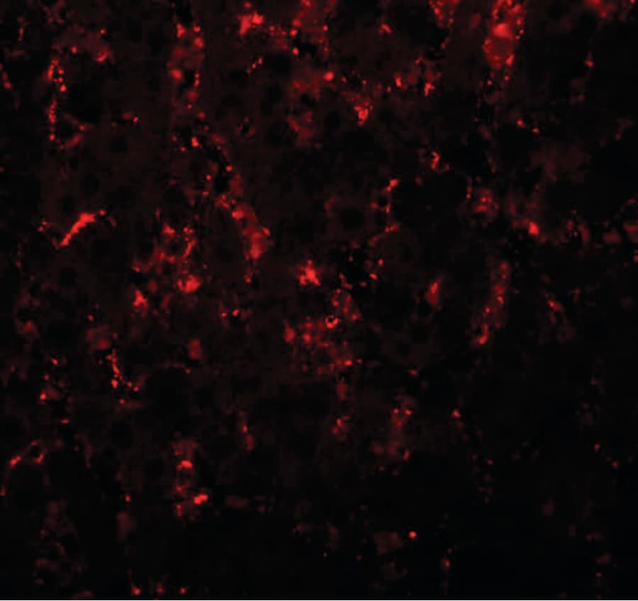 IHC-plus™ NR1H3 / LXR Alpha Antibody