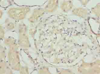OMA1 Antibody