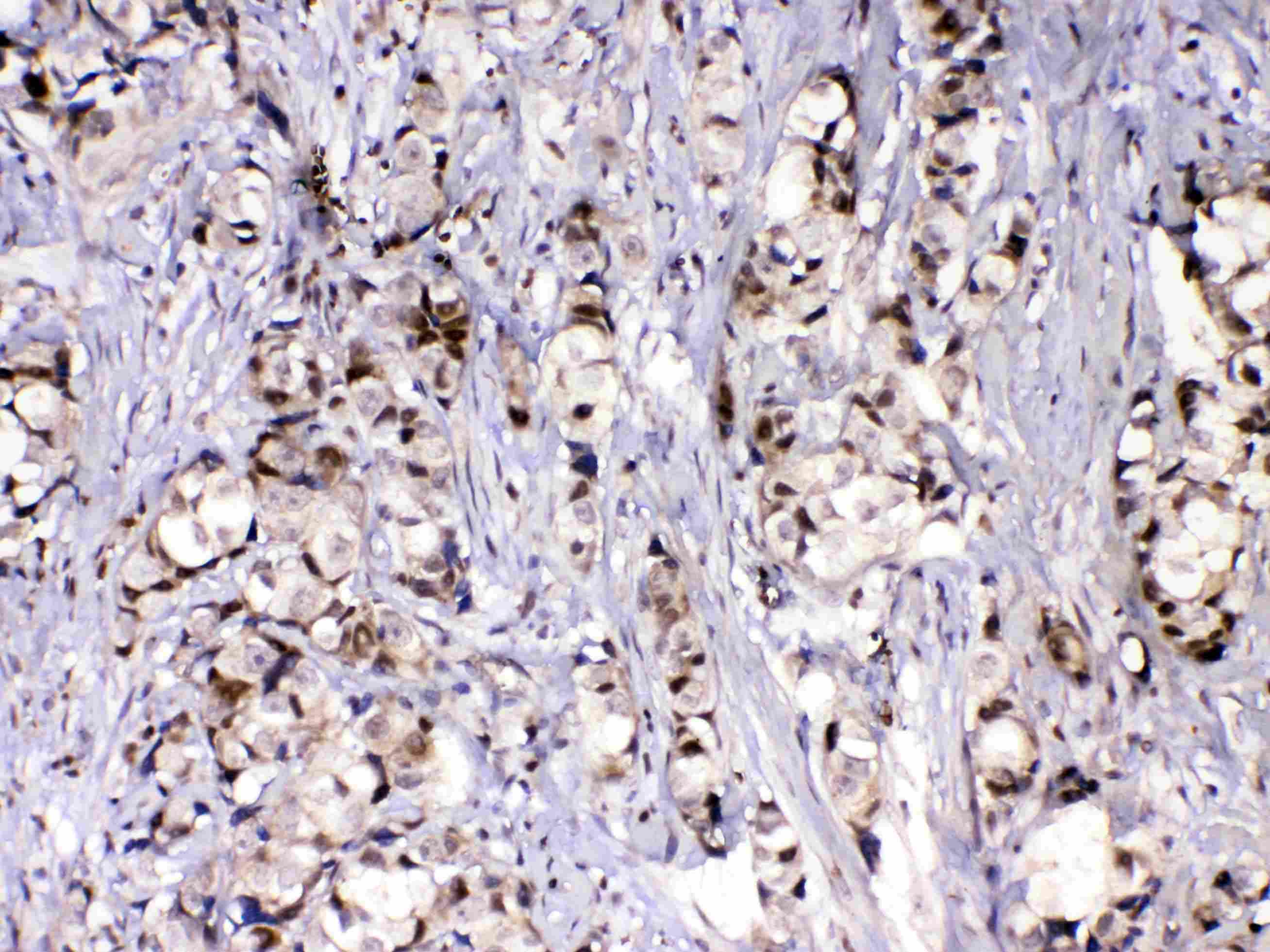MED9 Antibody