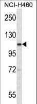 Polyclonal Rabbit anti-Mouse SCYL2 Antibody (aa585-613, WB)