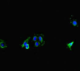 MT-CO1 / COX1 Antibody