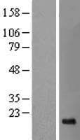 SRP19 Protein (Over-Expression Lysate Myc-DDK (Flag))