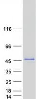 Human PUS1 Protein (Recombinant Myc-DDK (Flag))