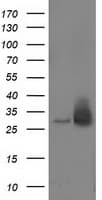 RASD2 Antibody (clone OTI1A12)