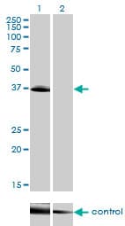Monoclonal Mouse anti-Human POU4F3 / BRN3C Antibody (clone 5B8, IF, WB)