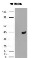 TDP-43 / TARDBP Antibody (C-Terminus, DY488)