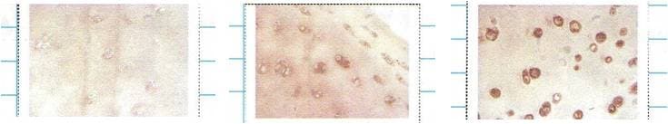 SOD3 Antibody (clone 4GG11G6)