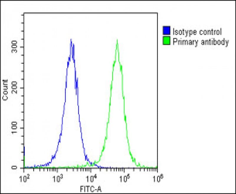 COL14A1 / Collagen XIV Antibody (Internal)