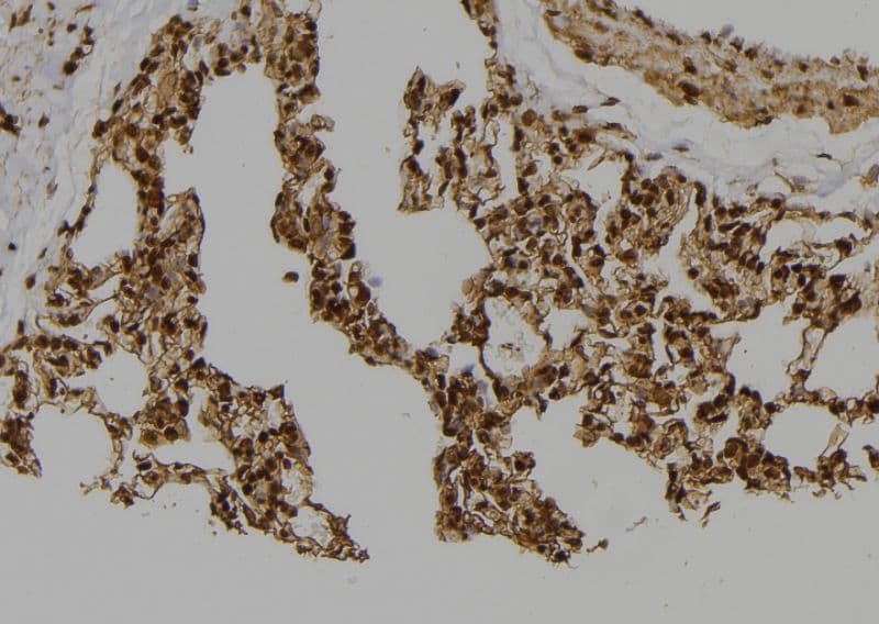 Polyclonal Rabbit anti-Human Geminin Antibody (IHC, WB)