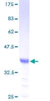 Human TAC3 / Tachykinin Protein (Recombinant GST)