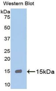 GSTA1 Antibody (aa165-278, Biotin)